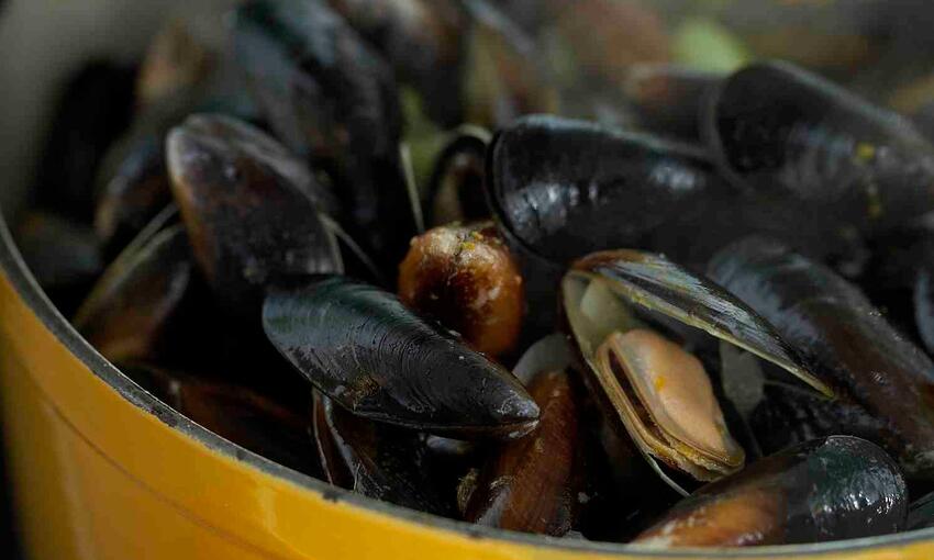 raw mussels