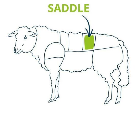 lamb saddle chart 