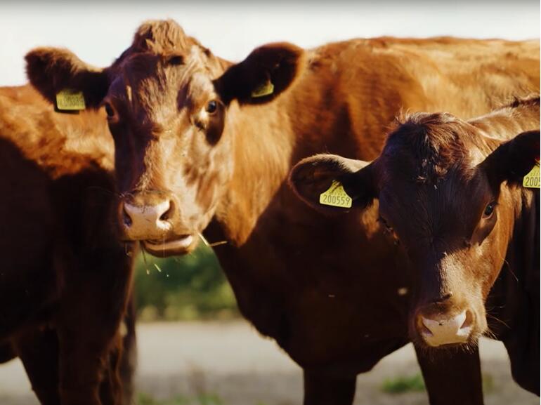 cows on carter farm 