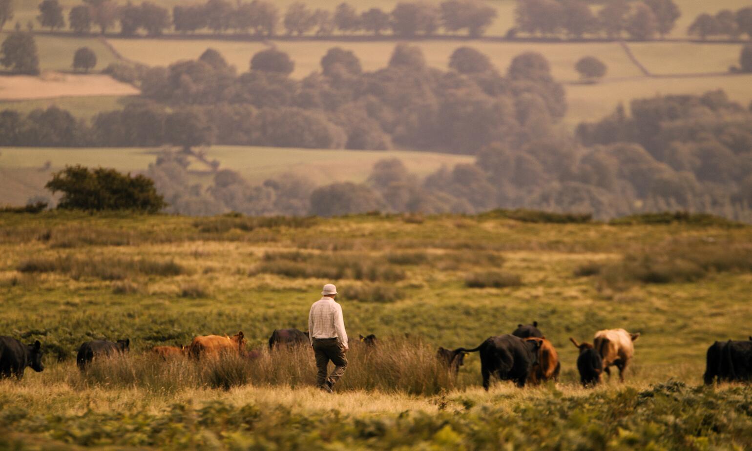 cows in field grazing at sunset