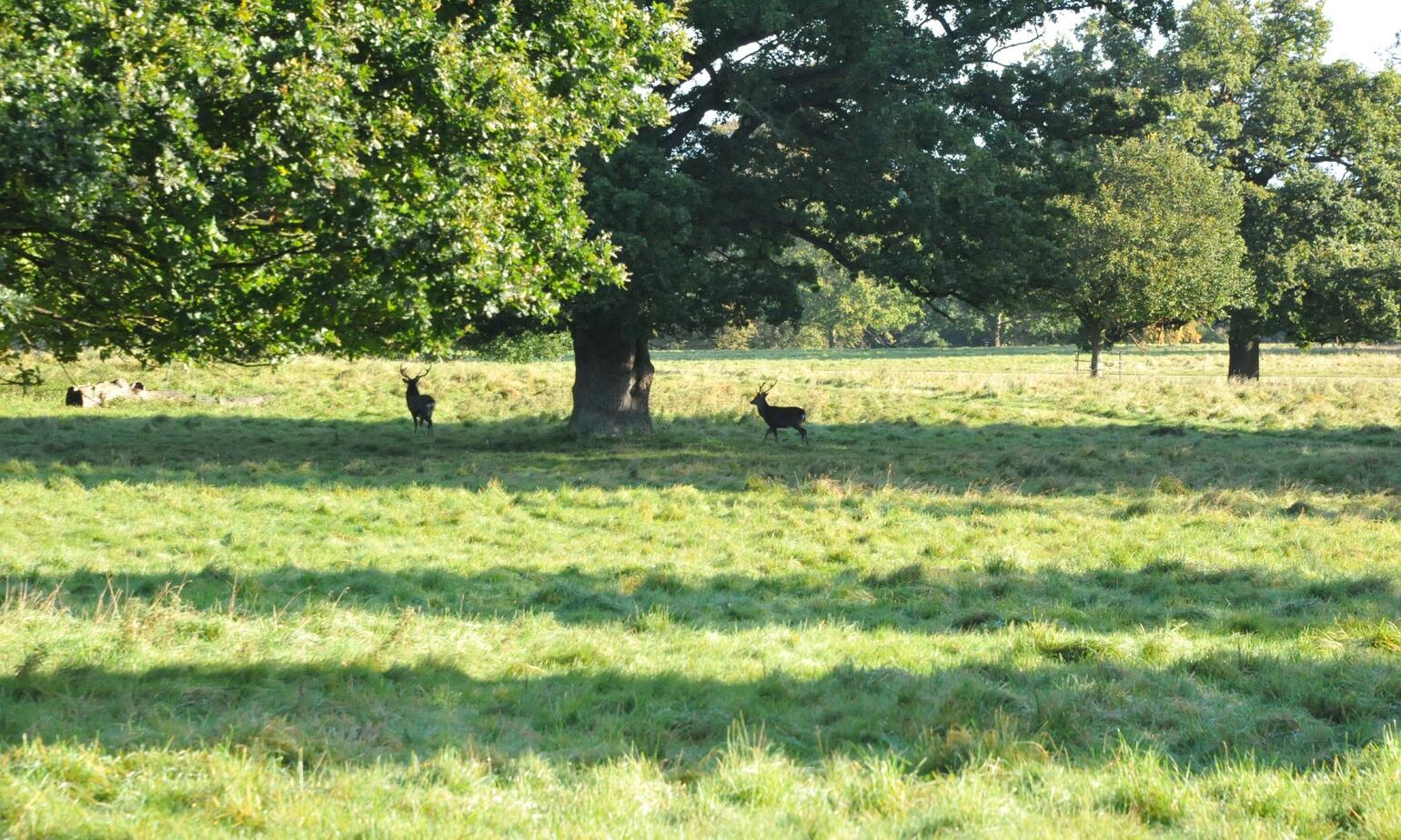 wild deers in field 