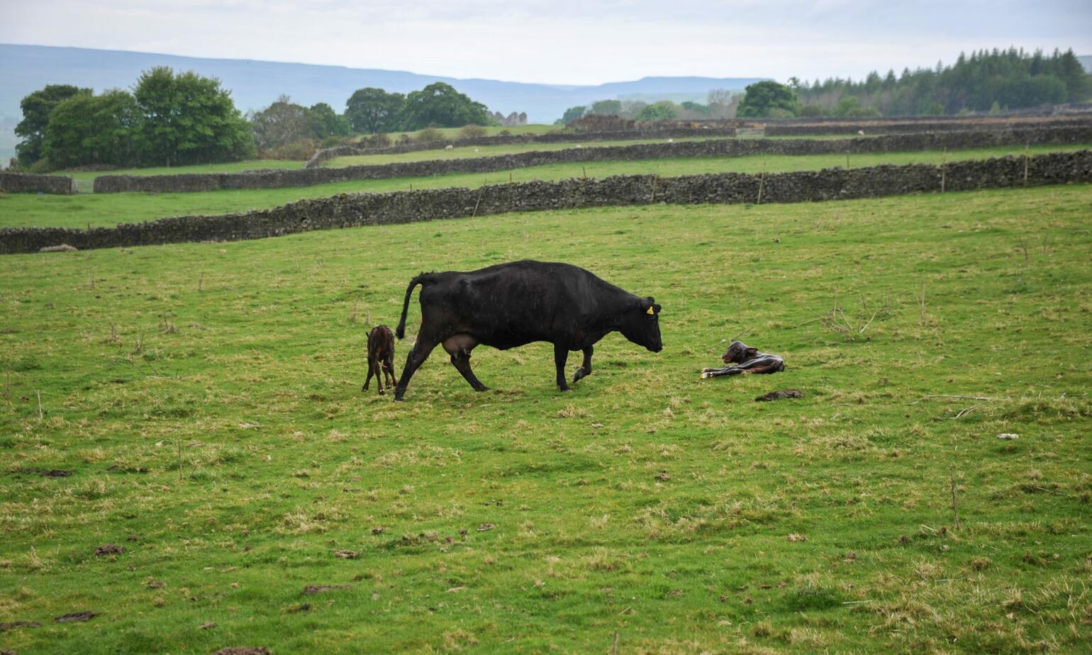 dexter twins on open farm 