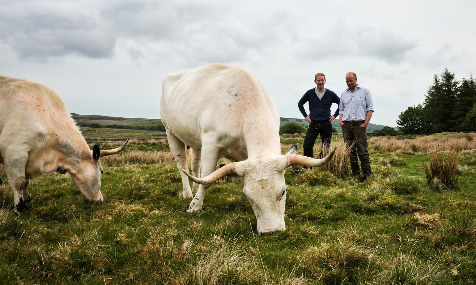 white park cow 