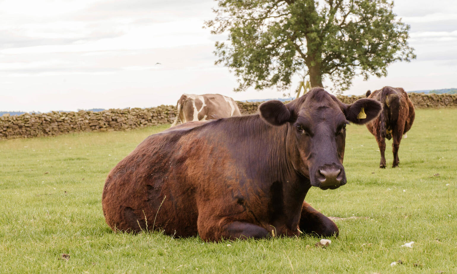 cows relaxing