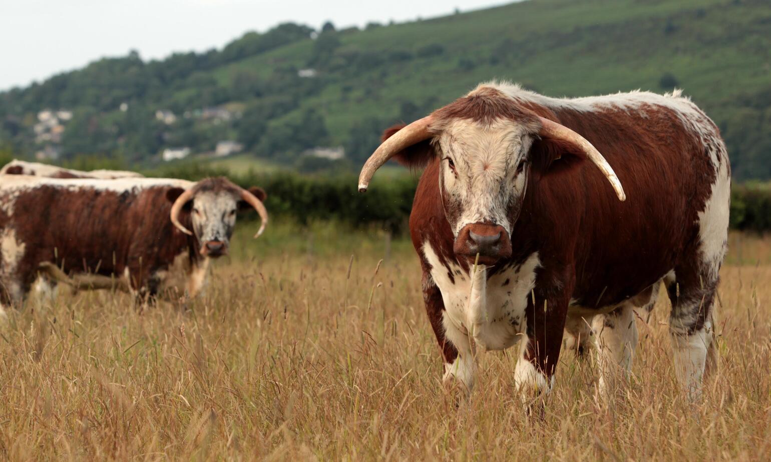 longhorn cow breed