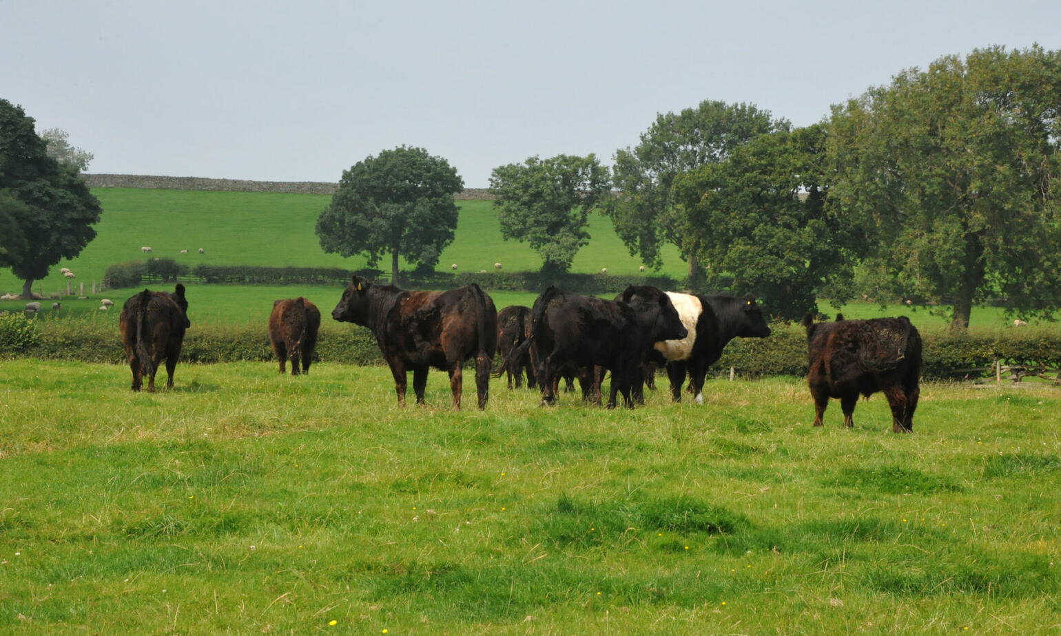 cows in a field 