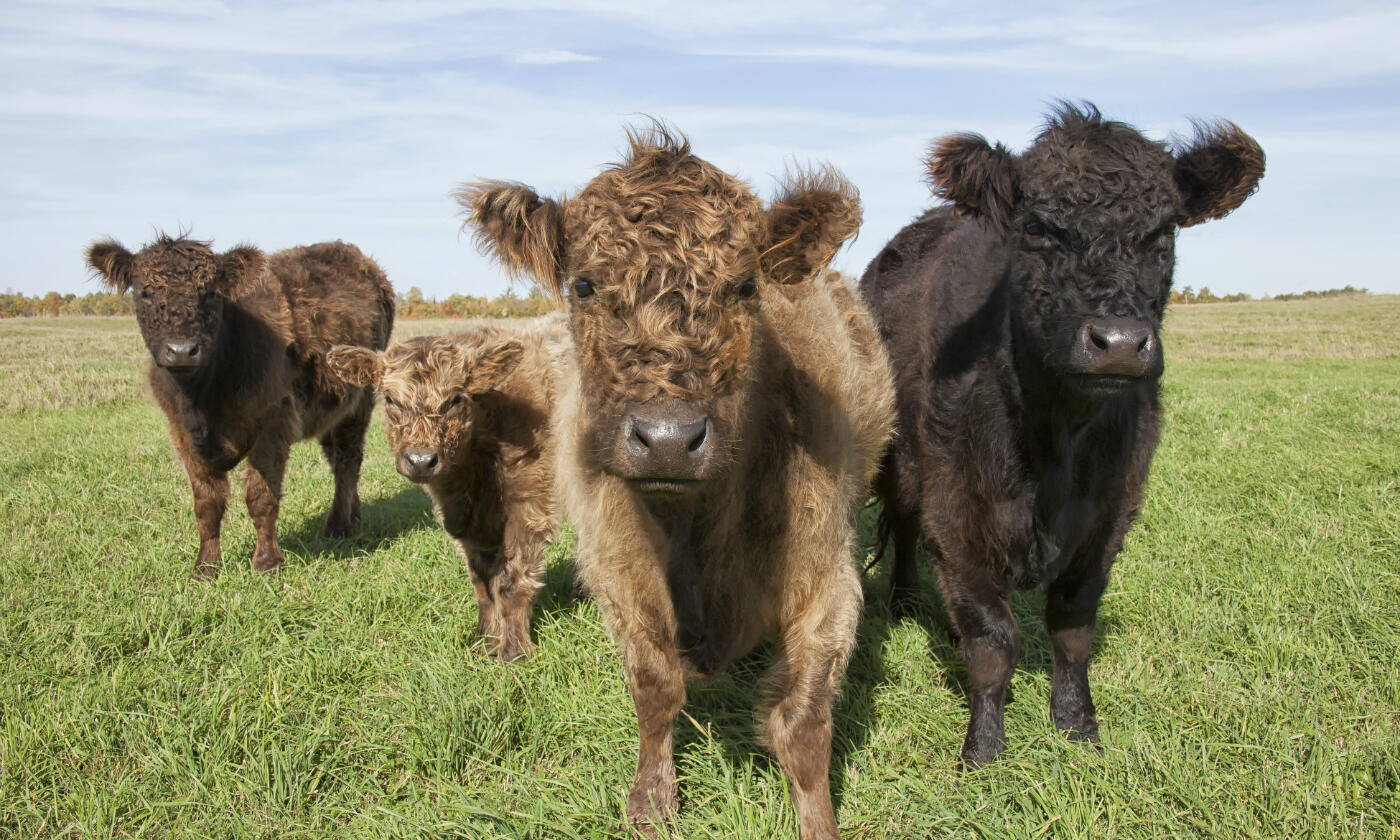 cattle of galloway 