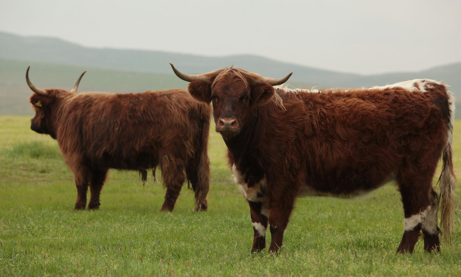 cows in highland