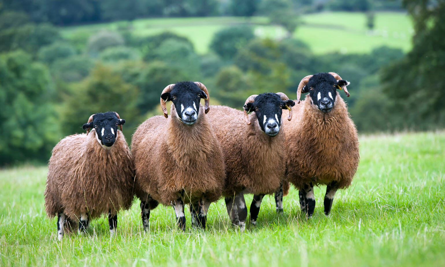 dalesbred sheep on farm 