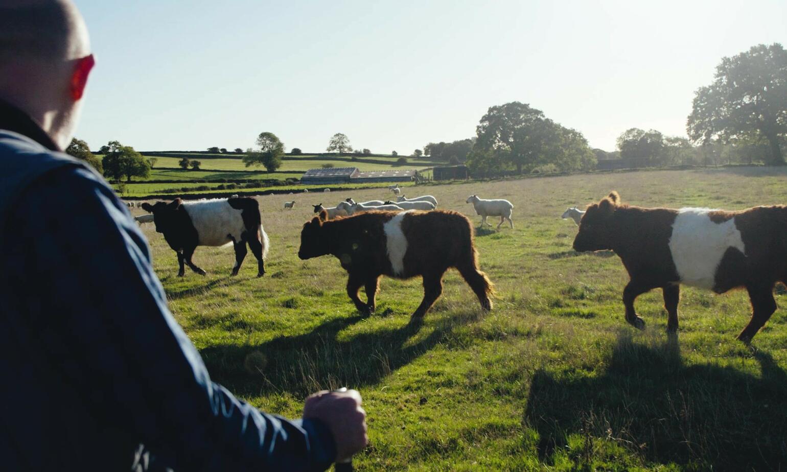 cows grazing 