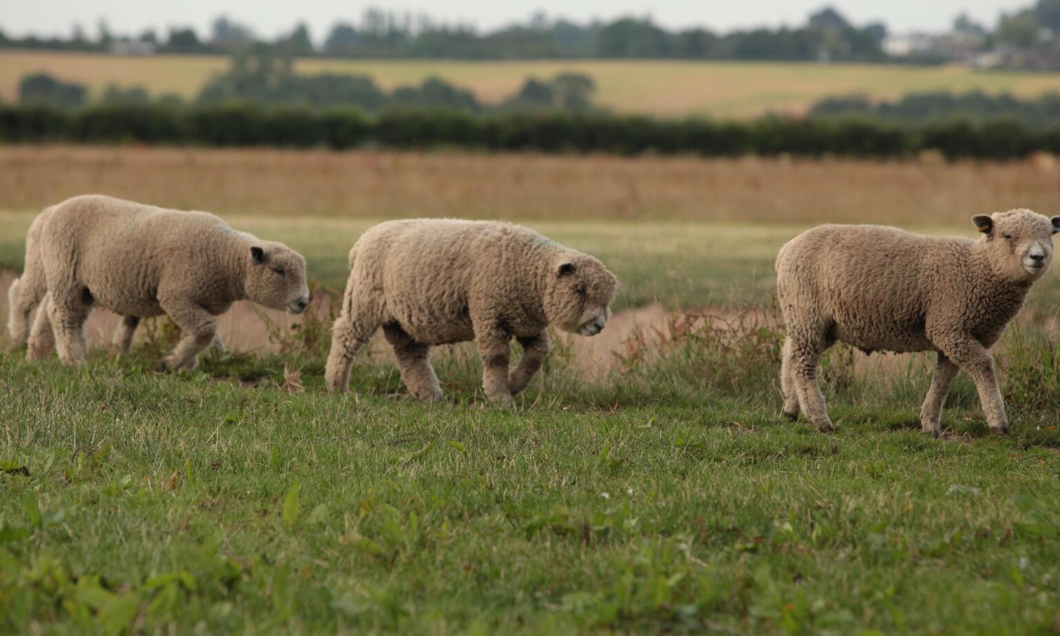 sheep grazing on farm 