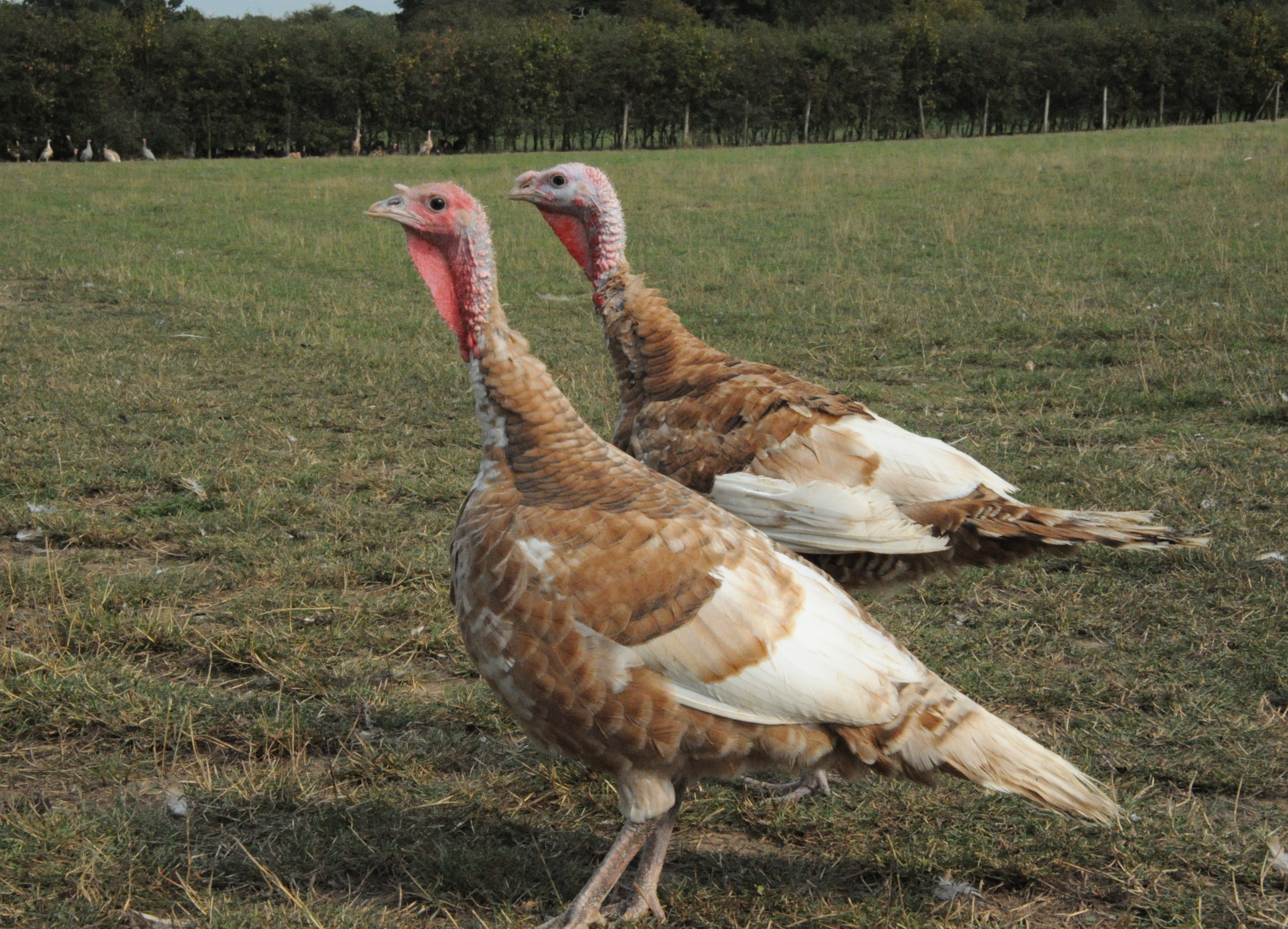 Visit: A Trip to Meet Our Turkey Supplier - Farmison & Co