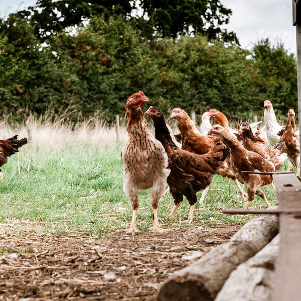 free range chicken breed