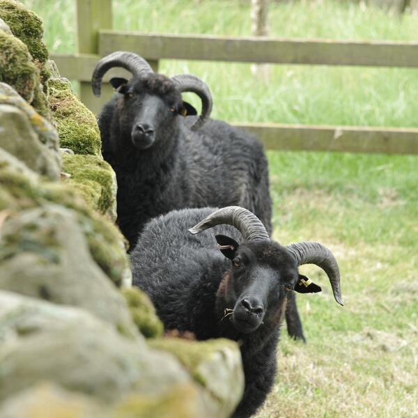 heritage lamb breed